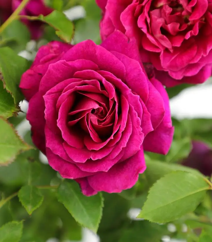 burgundy flowers of True serenity True Bloom Rose