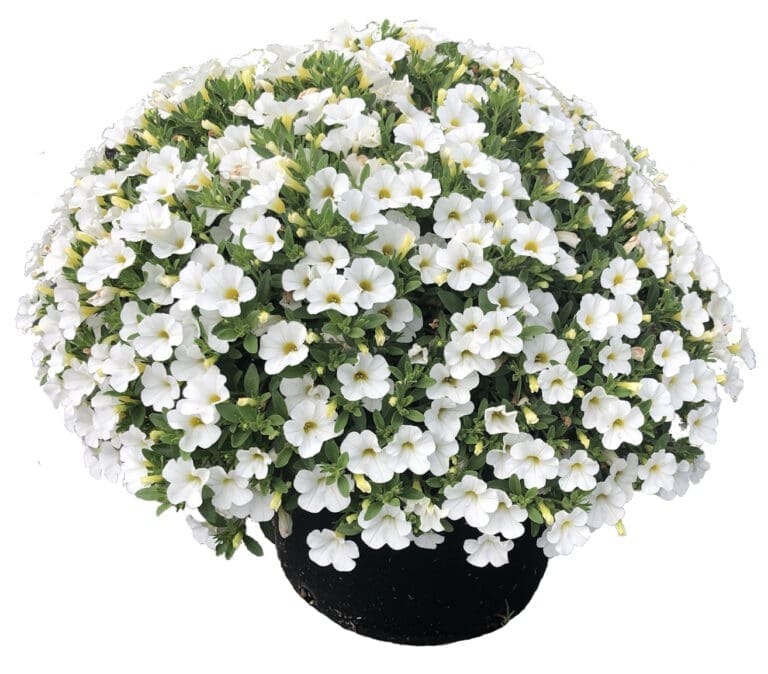 Uno White