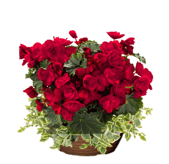 Begonia Vermillion Red w/Mezoo Hanging Basket