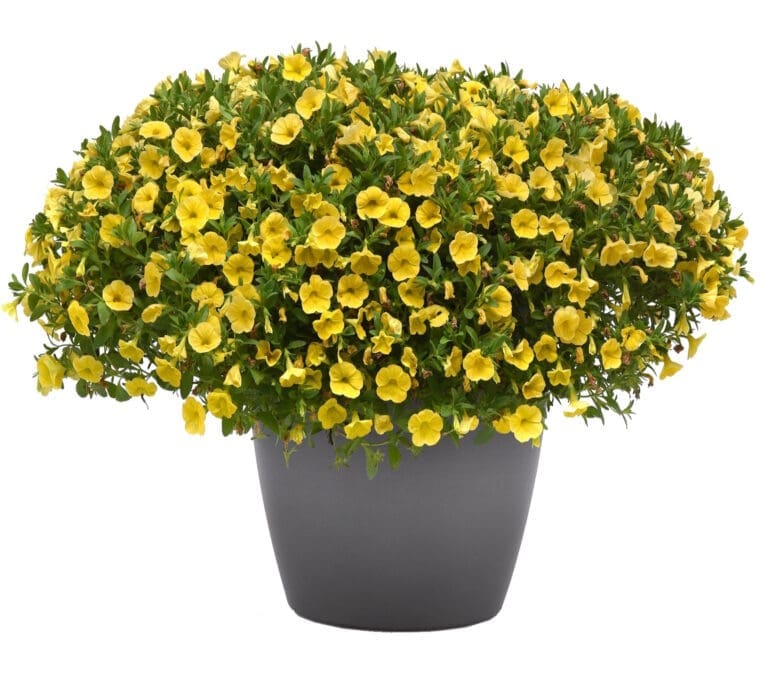 Cabaret Yellow