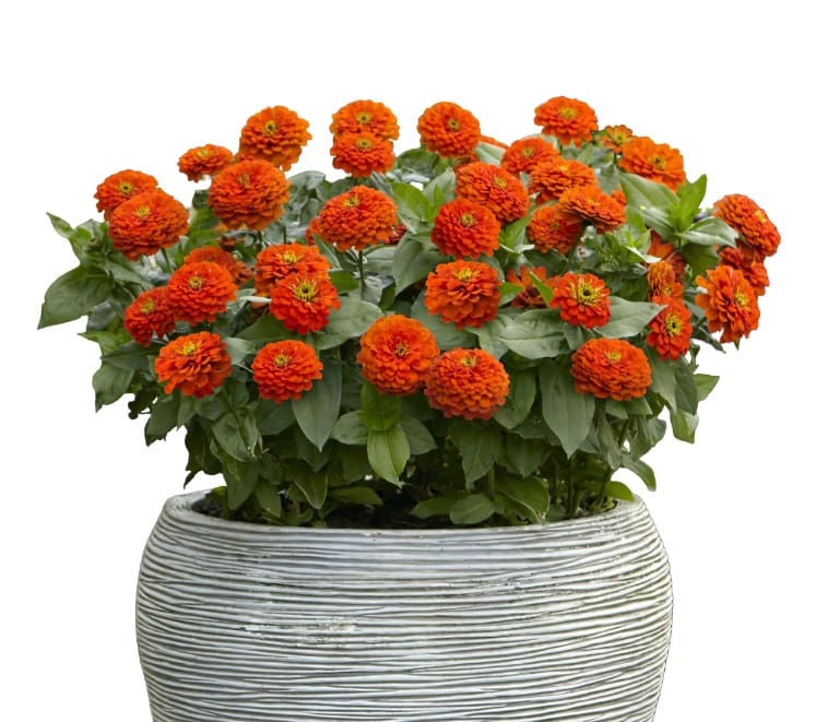 Zinnia Zesty Orange Pot