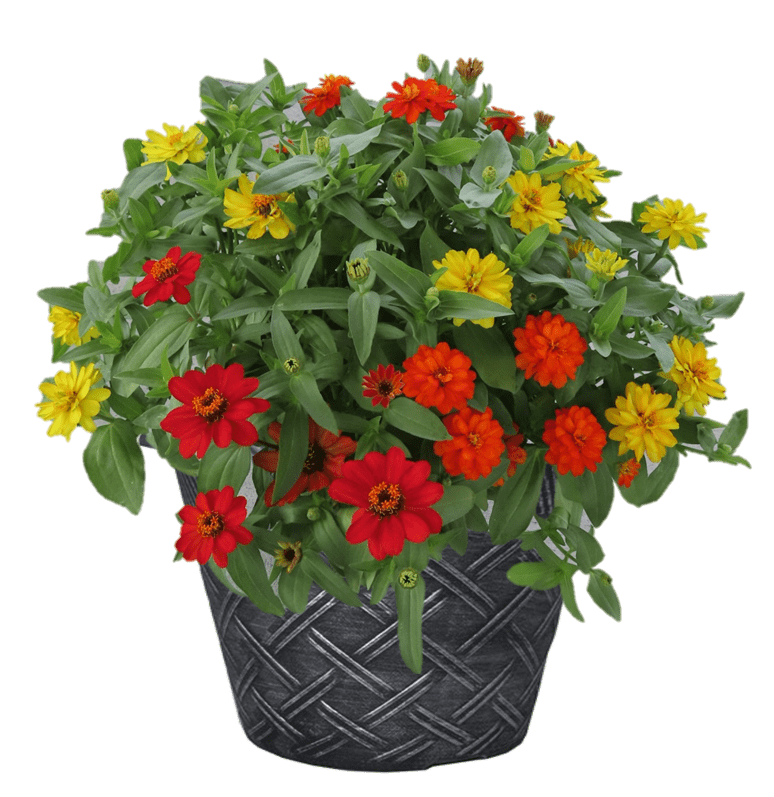 Zinnia mixed flower Planter