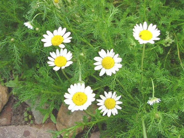 chamomile plants for sale