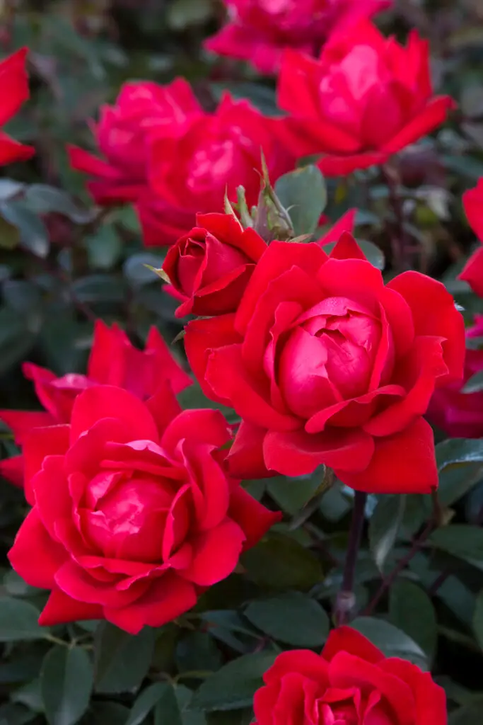 Double Red Knock Out Rose