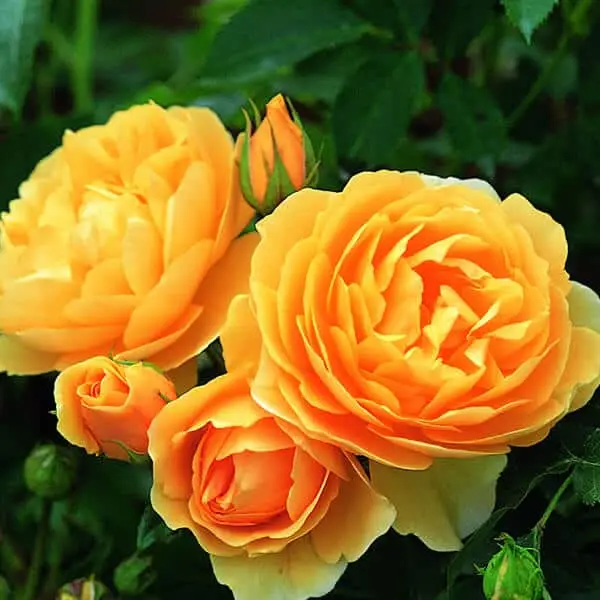Yellow flowers of Graham Thomas David Austin Rose