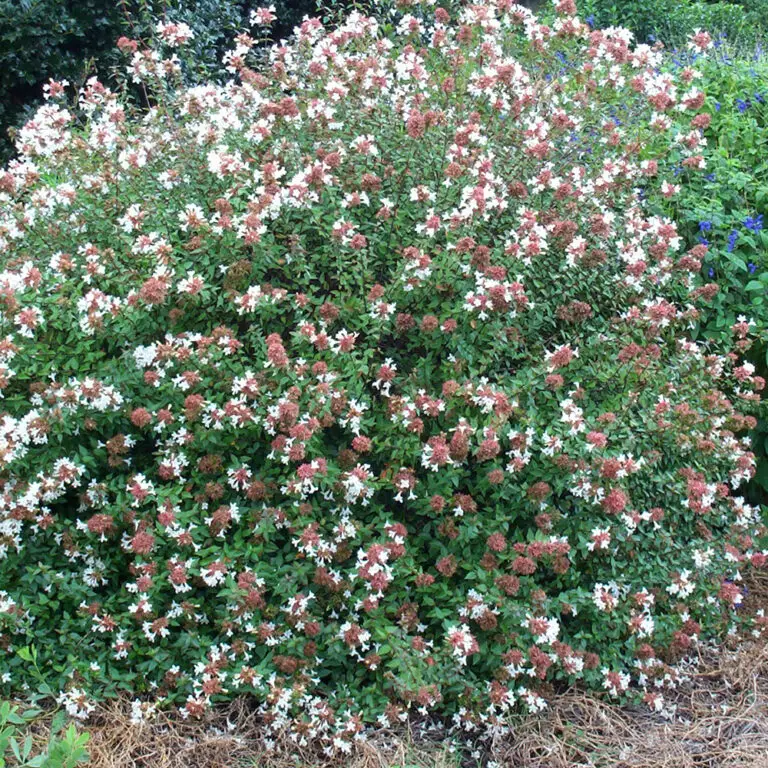 Abelia grandiflora (2)