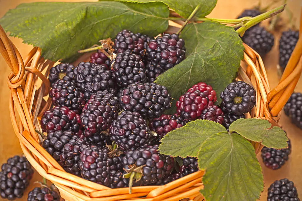 Triple Crown Blackberry Plants