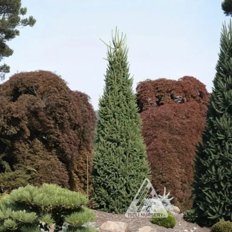 Cupressina Columnar Norway Spruce - Nolt's Garden Center