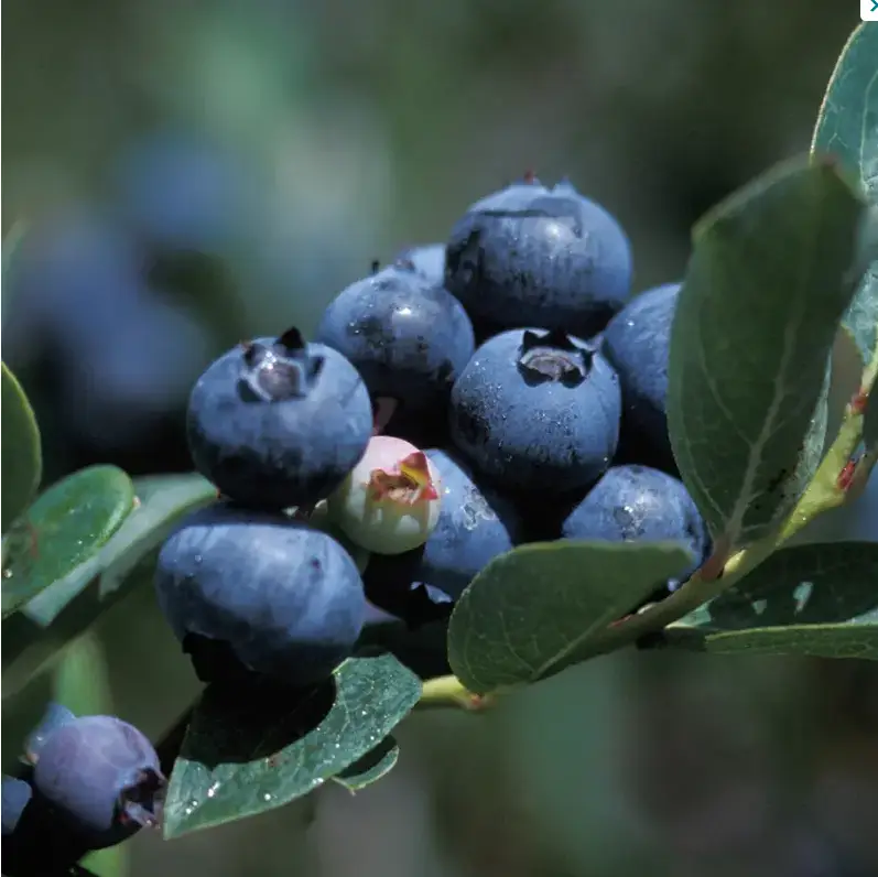 Duke Blueberry Plants