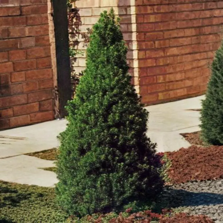 Dwarf Alberta Spruce - Nolt's Garden Center & Nursery