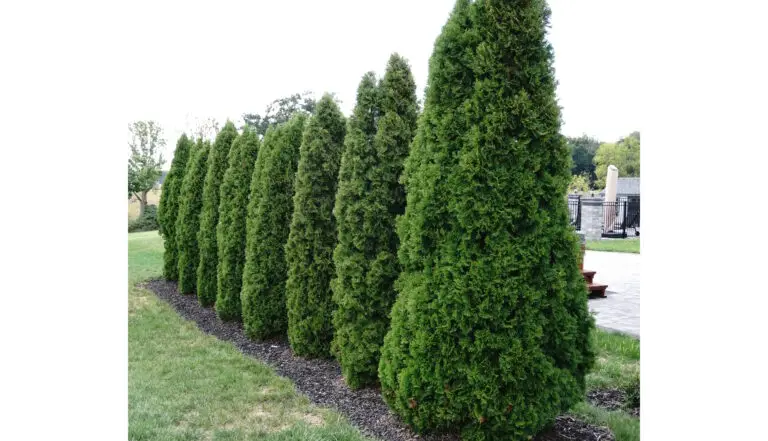 Emerald Green Arborvitae - Nolt's Garden Center