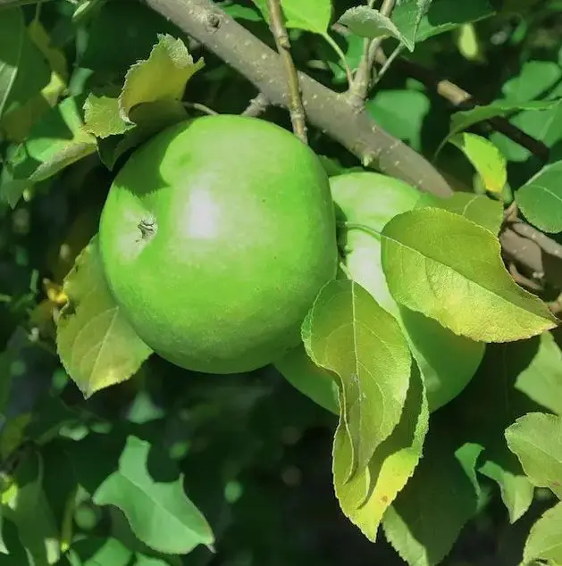 Granny Smith Apple