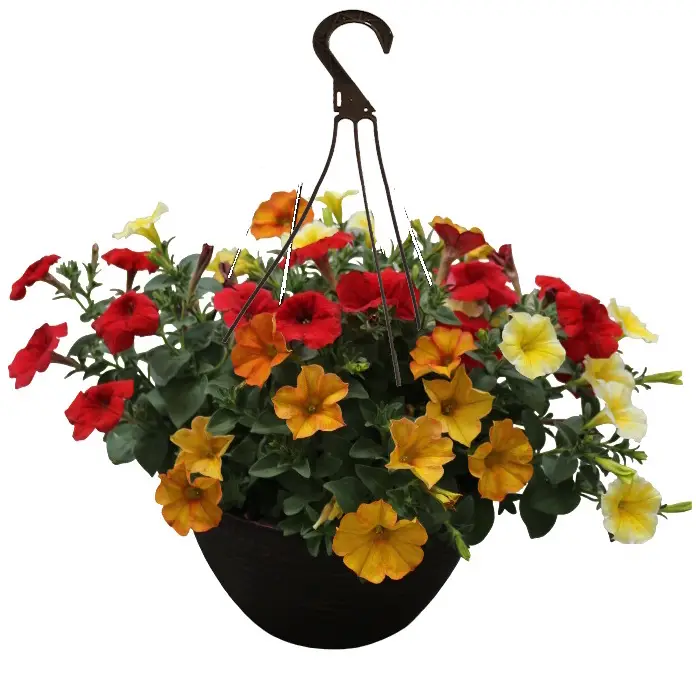 Hanging Baskets for Summer Color