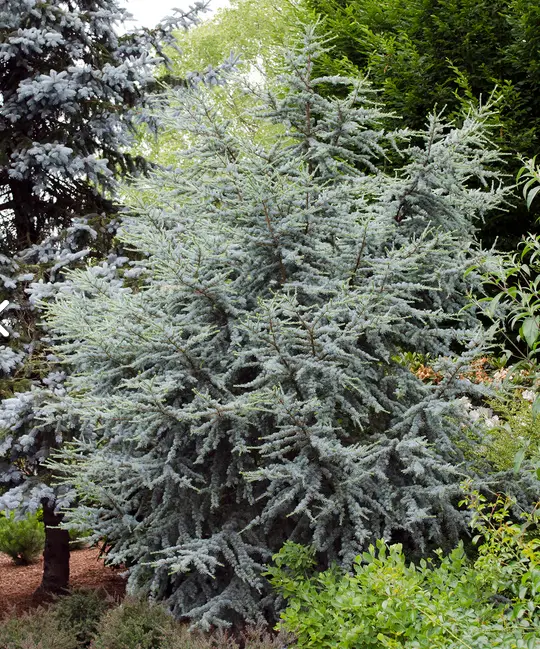 Horstman Blue Atlas Cedar