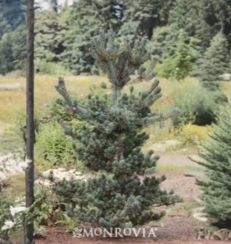 五葉松　Japanese White Pine This bonsai is available for purchase. 五葉松 / Japanese White