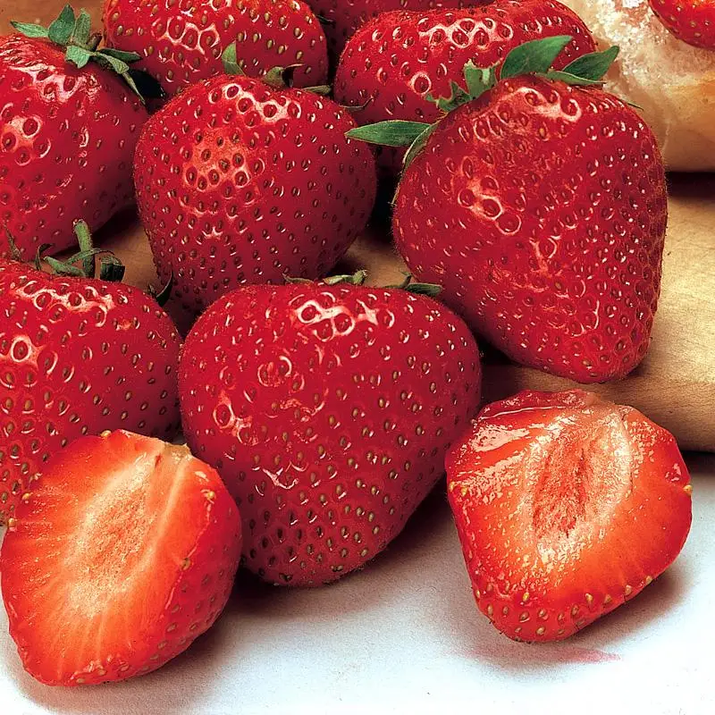 Earliglo Strawberry Plants