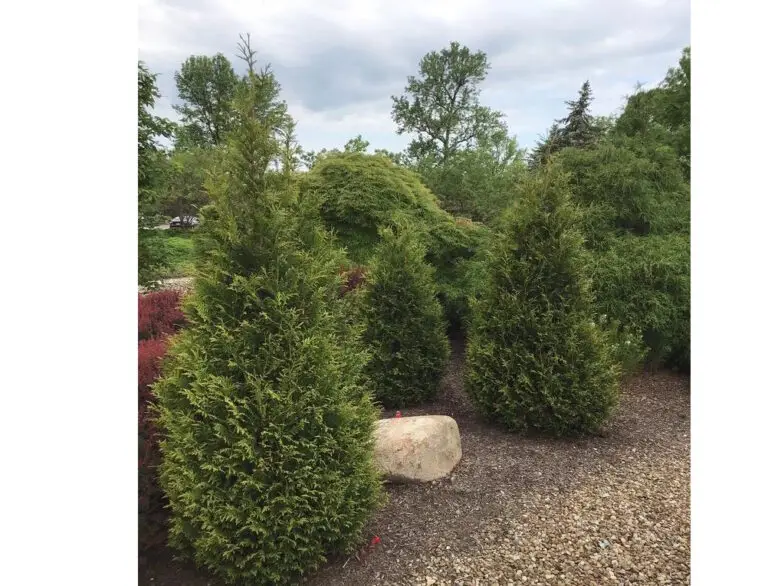 Junior Giant Arborvitae - Nolt's Garden Center