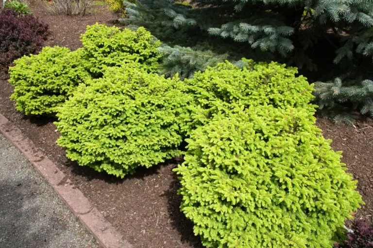 Little Gem Spruce - Nolt's Garden Center & Nursery