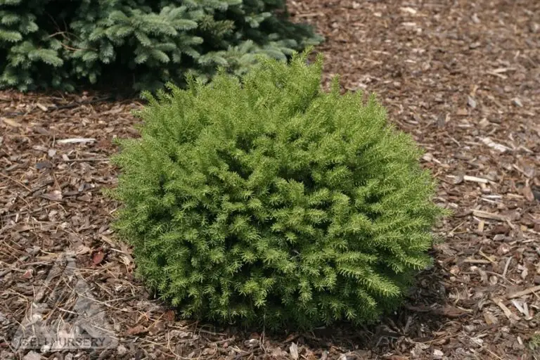 Little Gem Spruce - Nolt's Garden Center & Nursery