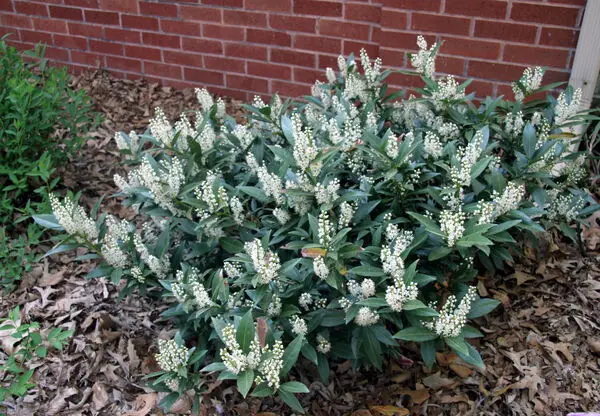 white flowers of Otto Luykens Laurel