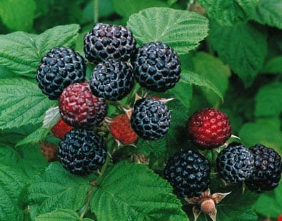 Black Raspberry Jewel Plants