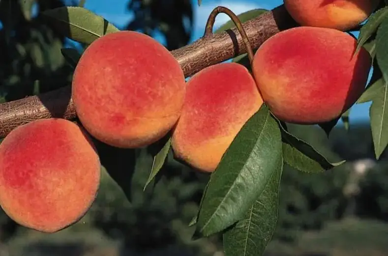 Redhaven Peach Tree