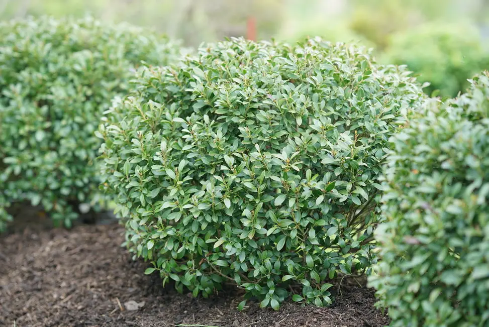 Shamrock Inkberry Holly