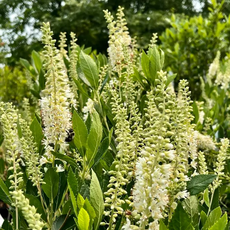 hummingbird clethra